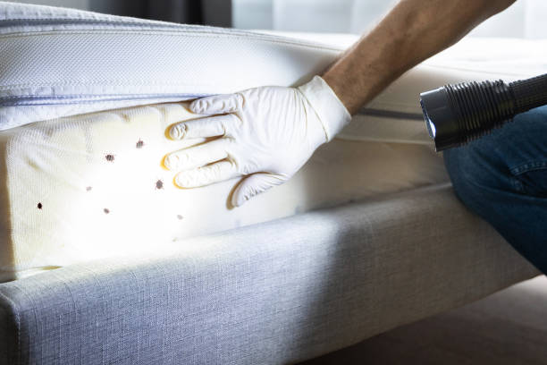Best Insect Control  in Appomattox, VA