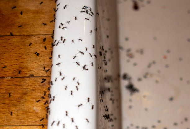 Best Ant Control Services  in Appomattox, VA